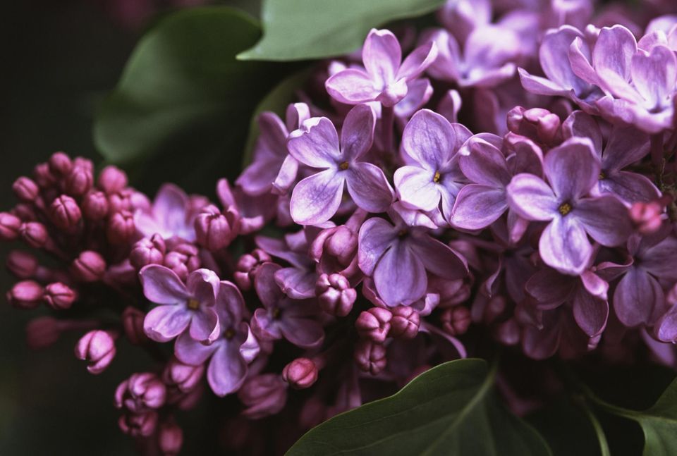 茉莉花花语,,花语月,橙花语,花语是爱的花