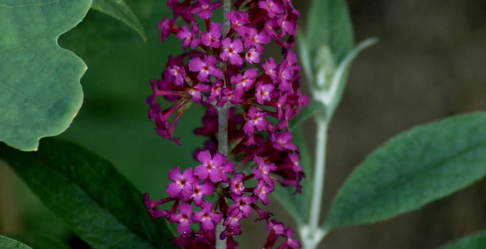 荣盛花语馨苑,,格桑花花语,马蹄莲花语,杜鹃的花语