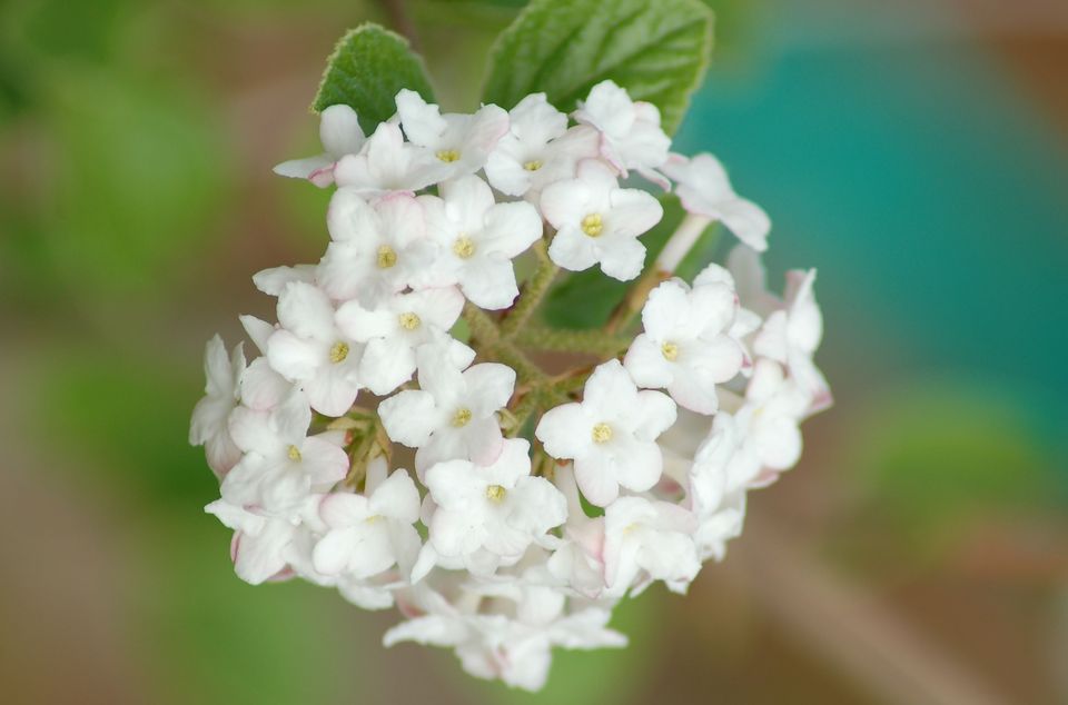 海棠花语,,向日葵的花语,花语月游戏,樱花花语