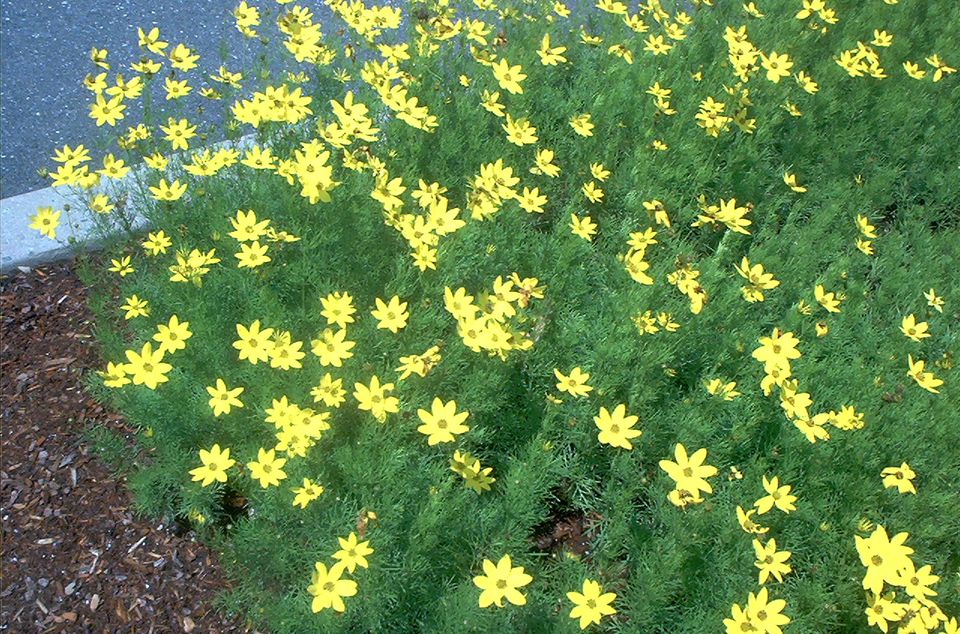 玫瑰花的花语,,太阳花花语,黄玫瑰花语,浪漫的花语