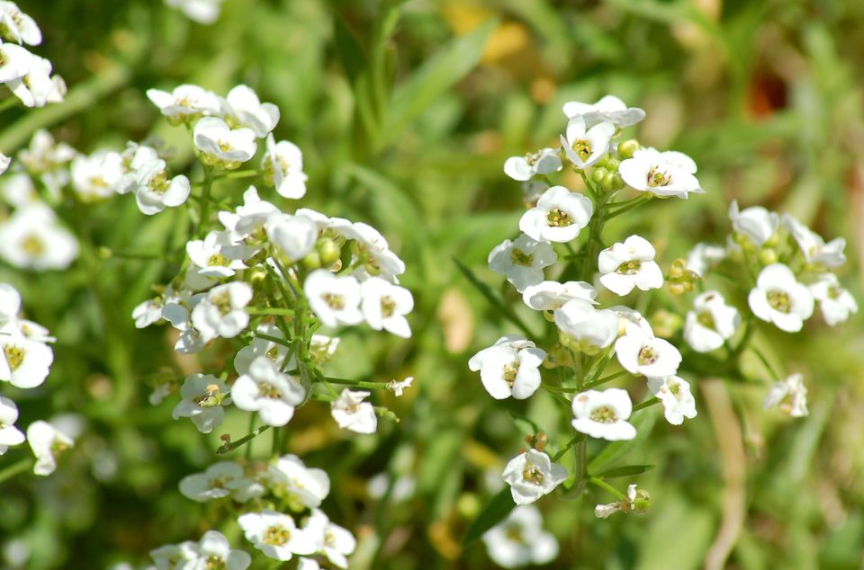 百合花的花语,,花语学园,7月花语,花语樱花