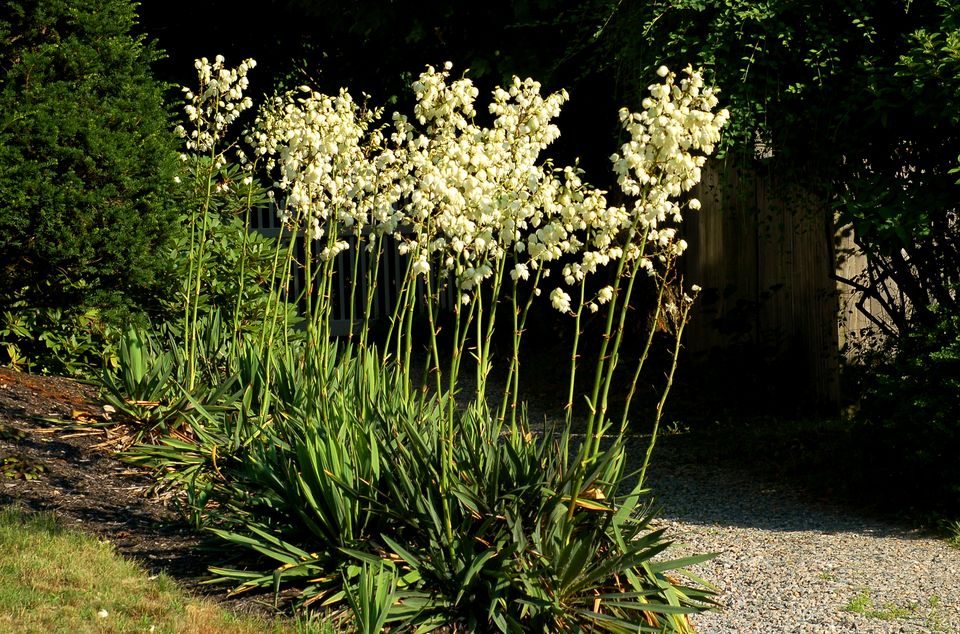 牵牛花花语,,马蹄莲花语,7月花语,绣球花语