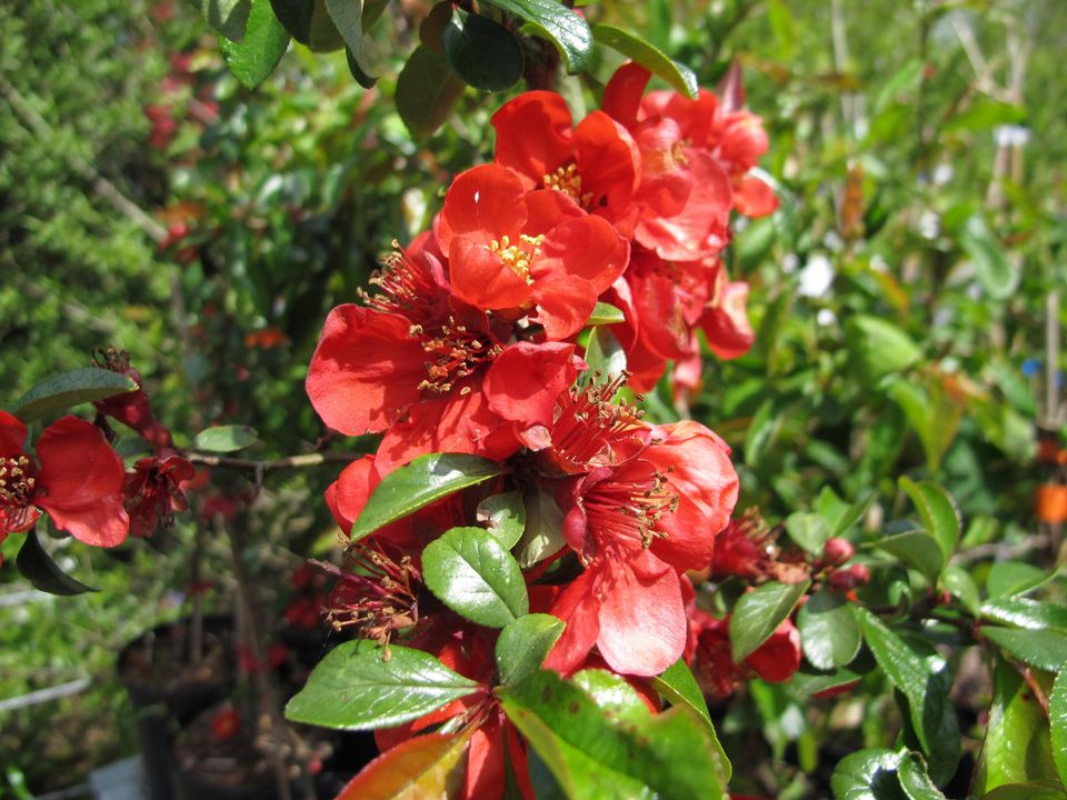 百合花语,,香水百合花语,祝福花语,香河花语城