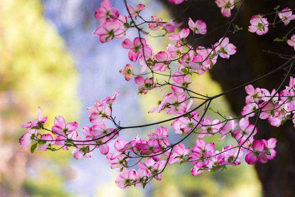 文竹花语,,澜花语岸,泡泡花语,竹芋的花语