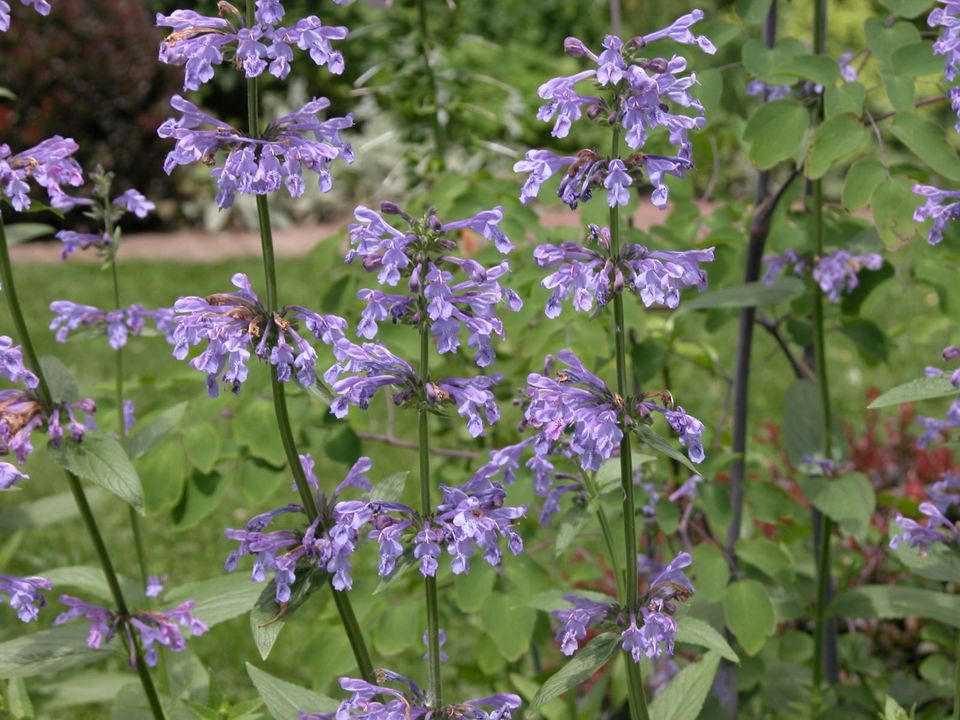 花语梦,,紫玫瑰的花语是什么,银海樱花语,花语守护