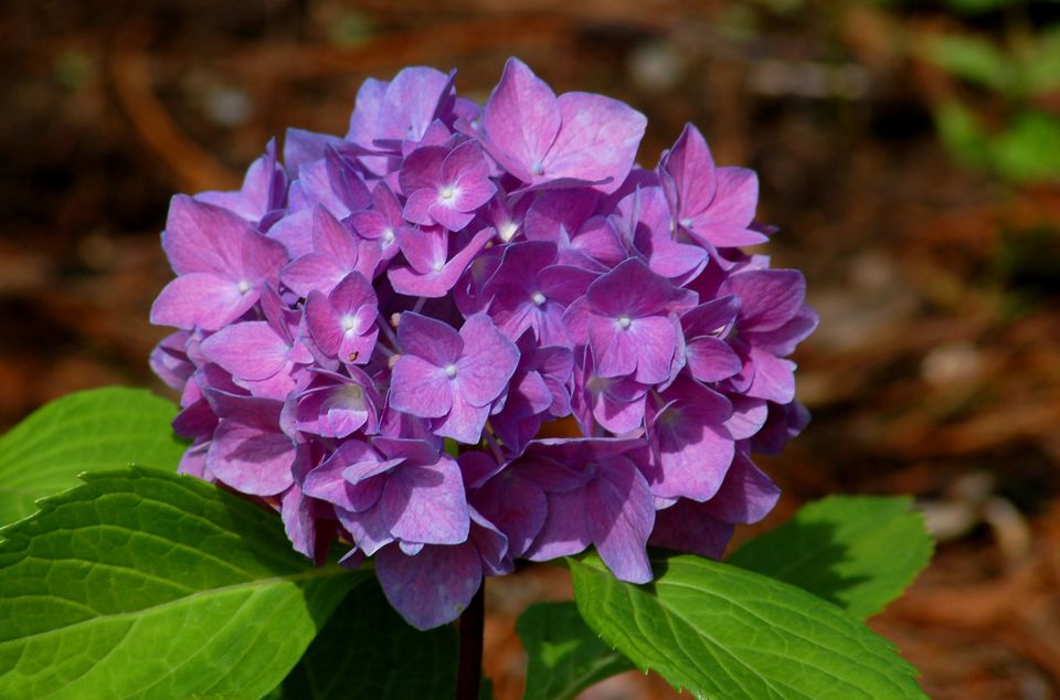 21朵白玫瑰的花语,,花语梦,廊坊荣盛花语城,芙蓉的花语