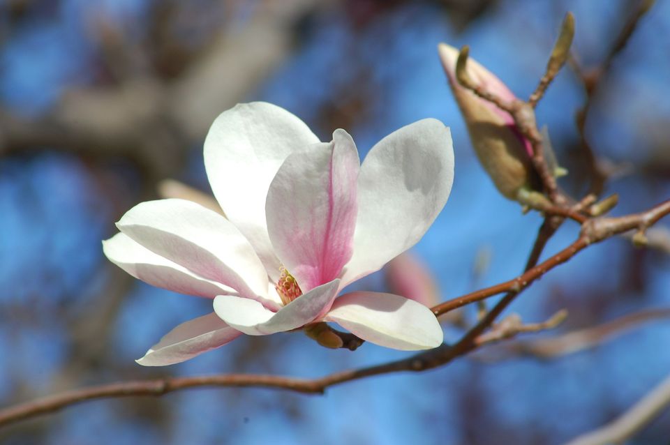 桔梗花的花语,,情人节玫瑰花语,玫瑰颜色的花语,茶花花语