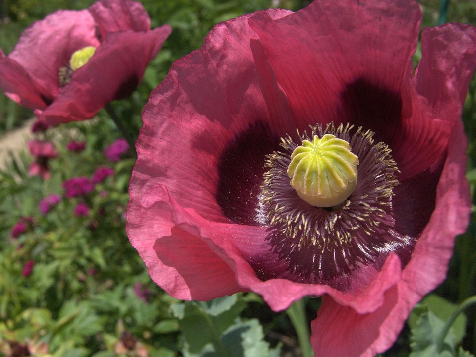 栀子花花语,,玫瑰花语,杉的花语,温江花语岸