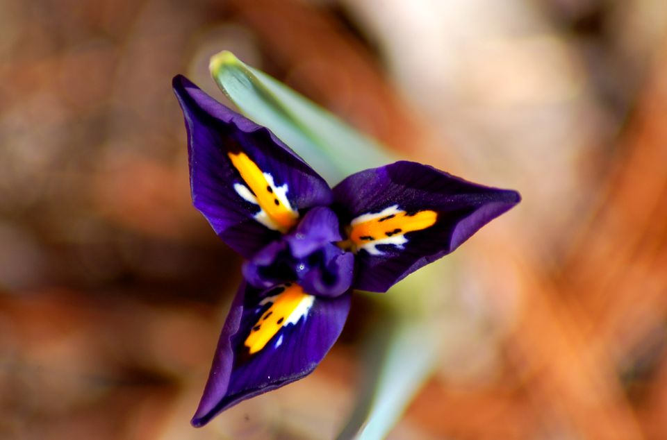 百合花花语,,蒲公英的花语,花语带图片,小雏菊花语