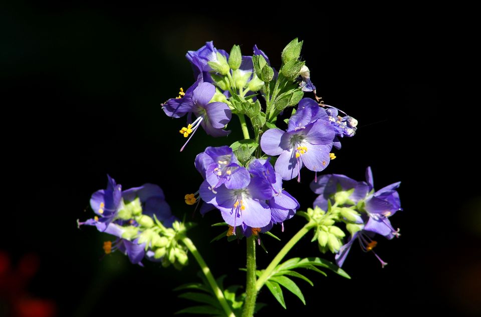 雏菊的花语,,曼珠沙华的花语,什么花的花语是爱,花语珍珠