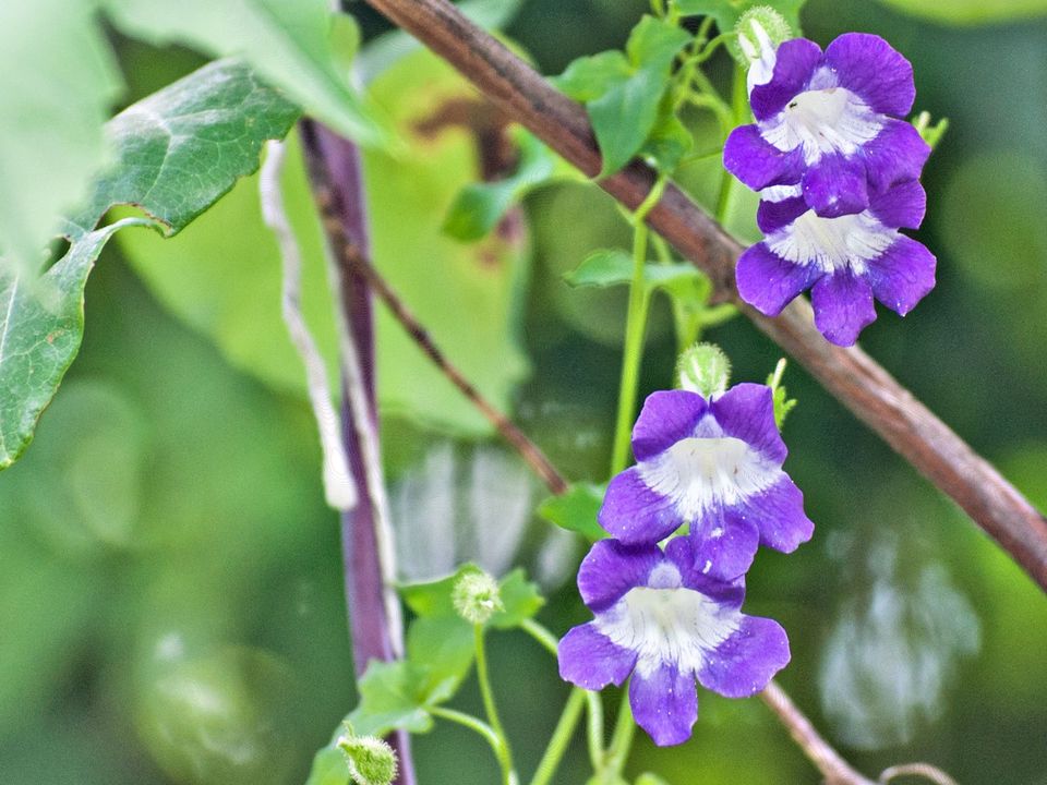 香槟玫瑰花语,,玫瑰的花语,花语留芳,《生命的花语》