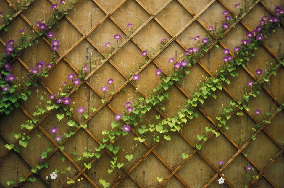 郁金香的花语,,桔梗花语,花语岸二手房,都市花语446