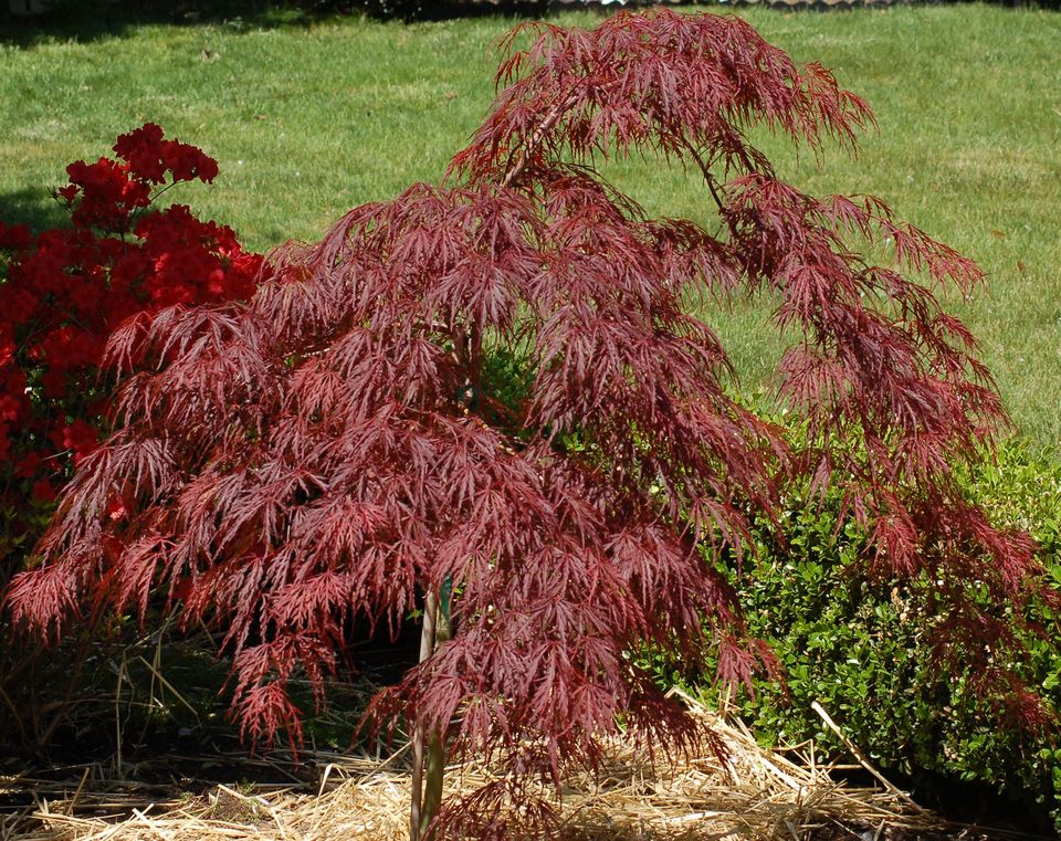 白色郁金香花语,,文竹花语,11月11日生日花语,花语诗黛