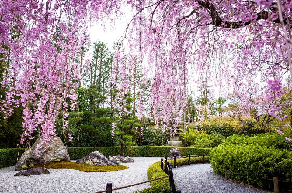 浪漫花语,,黑色玫瑰花语,梅花的花语是,花束的花语