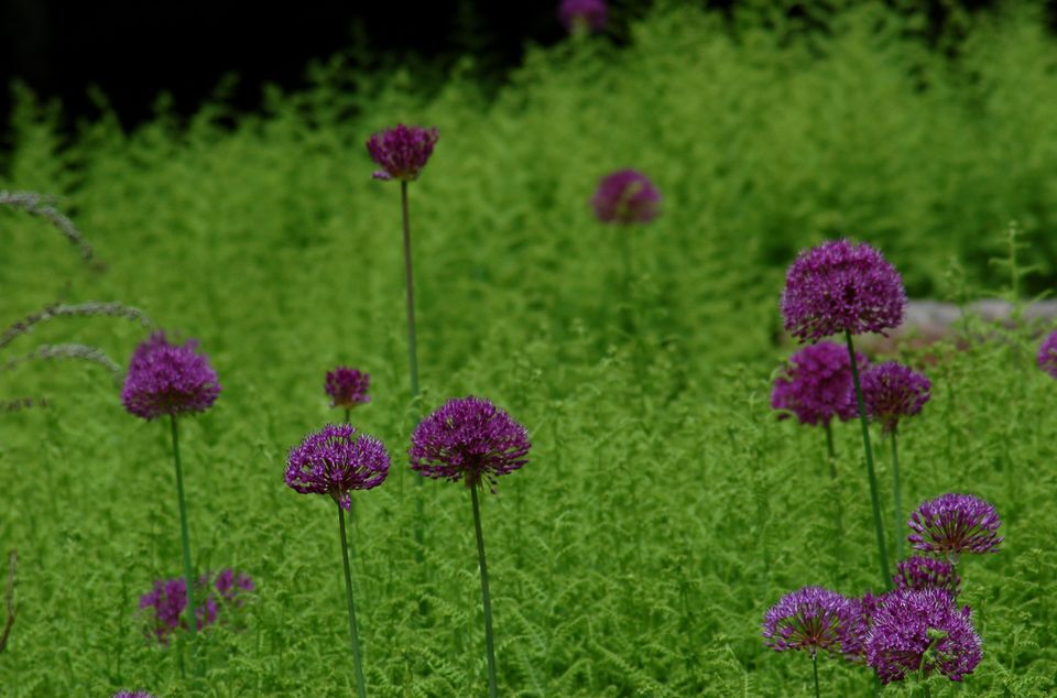 花语歌词,,粉色玫瑰的花语,桔梗花花语,花语朵数