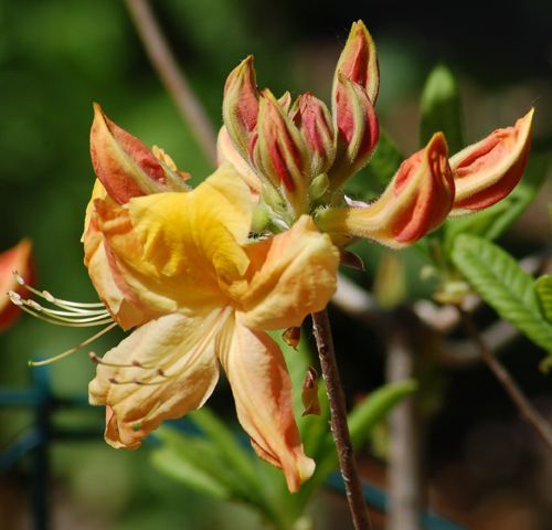 万锦花语岸,,罂粟花的花语是什么,满天星的颜色花语,桔梗花花语