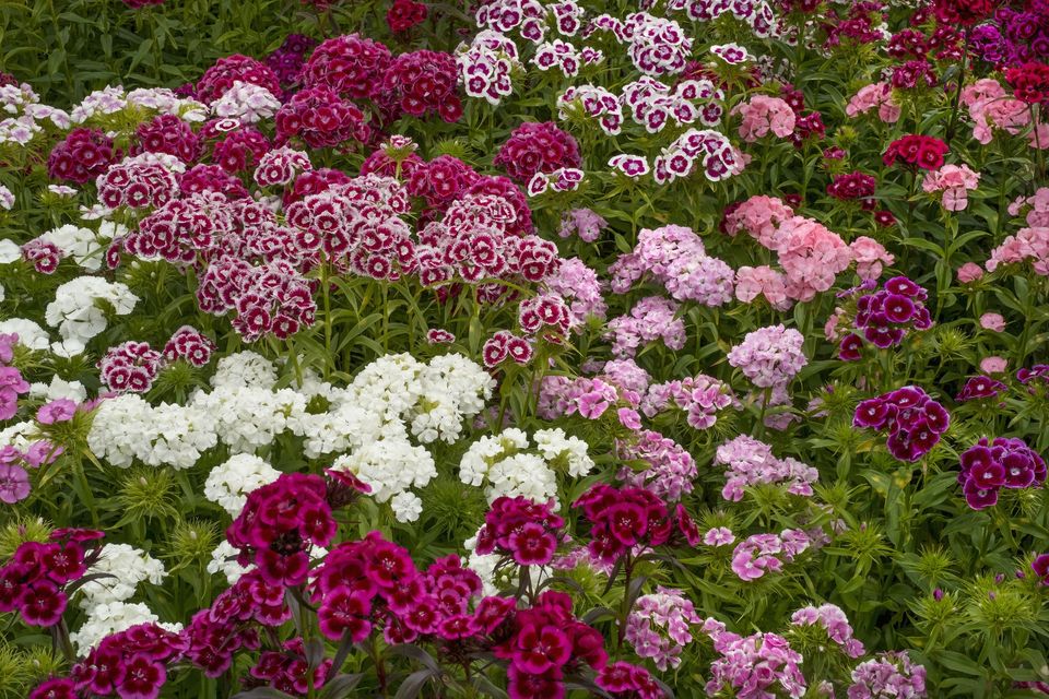 木兰花花语,,玫瑰花的花语,花语英文名,花语健康