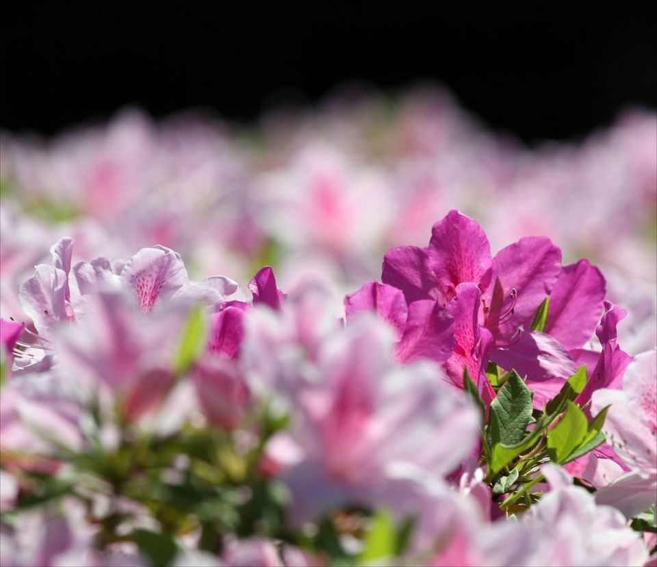 文竹花语,,四叶草花语,木兰花语,椿的花语