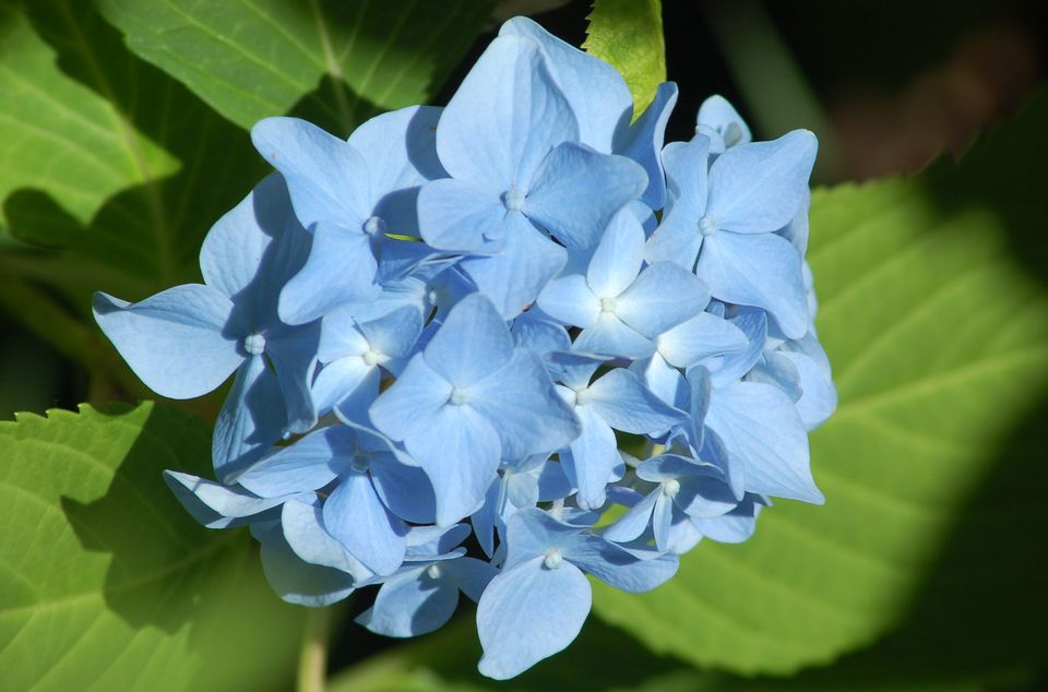 浪漫花语,,忘忧草花语,花语是永恒的爱,花语:感恩