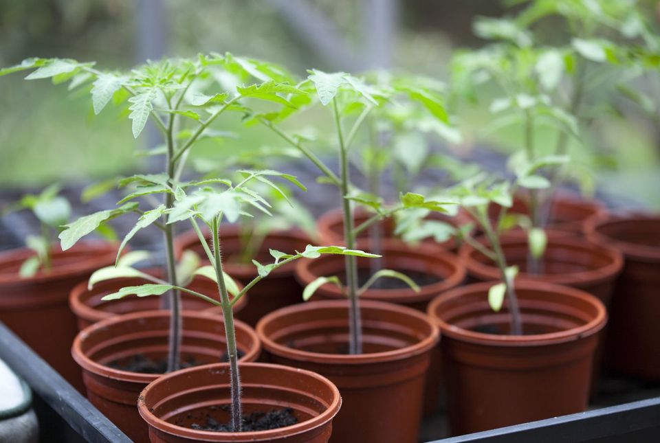 21朵红玫瑰的花语,,郁金香的花语是什么,什么花语是爱情,花语岸户型图