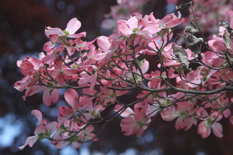 花语颖儿,,花语者,永恒的爱花语,天竺葵花语