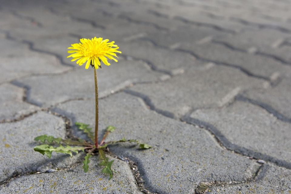 都市花语,,荷兰水乡花语岸,9朵玫瑰花语,百合花语是什么