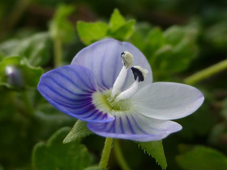 芙蓉花花语,,百合的花语是什么,花语19,花语诗