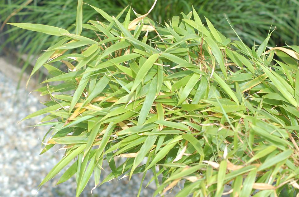 寒冷气候下生长的竹子 耐寒植物 花语大全