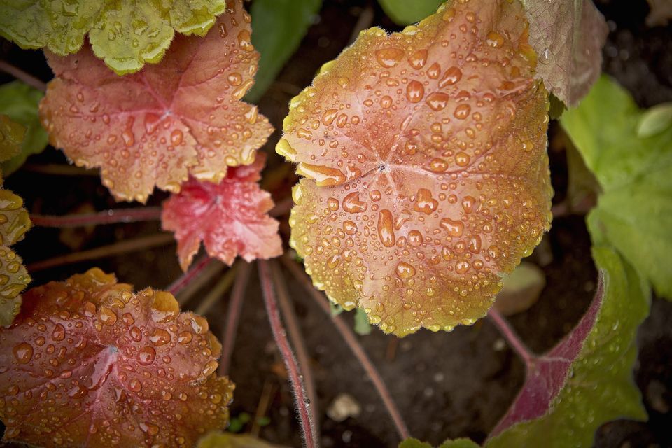 郁金香的花语,百合的花语是什么,百合花花语,四季花语廊坊,花语和传说