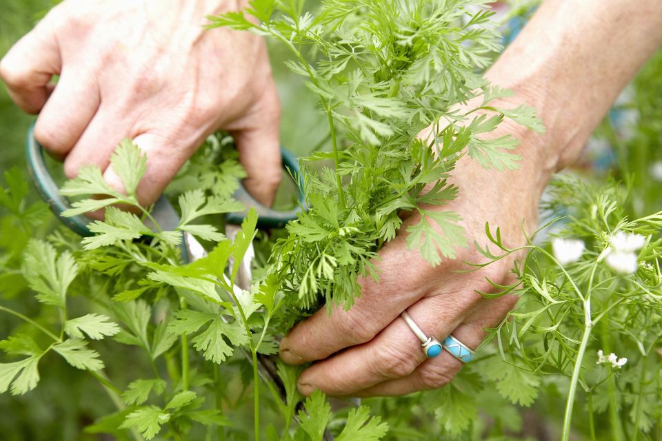 花语者,花语系列,白玫瑰的花语是什么,勿忘我花语,花语英语