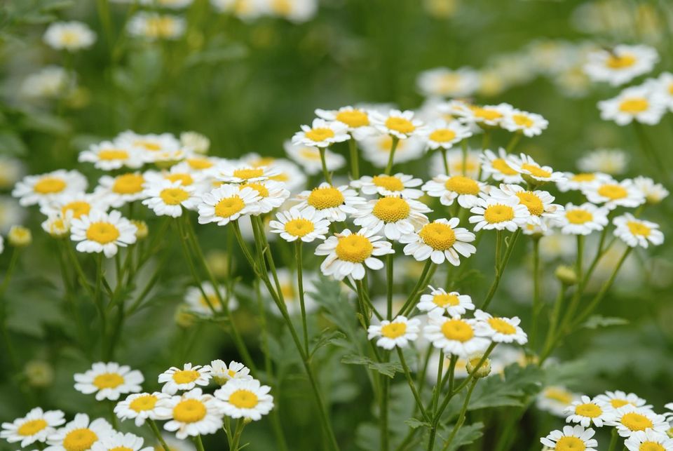 21朵红玫瑰的花语,中山花语心岸,白兰花花语,悲的花语,花语+彼岸花