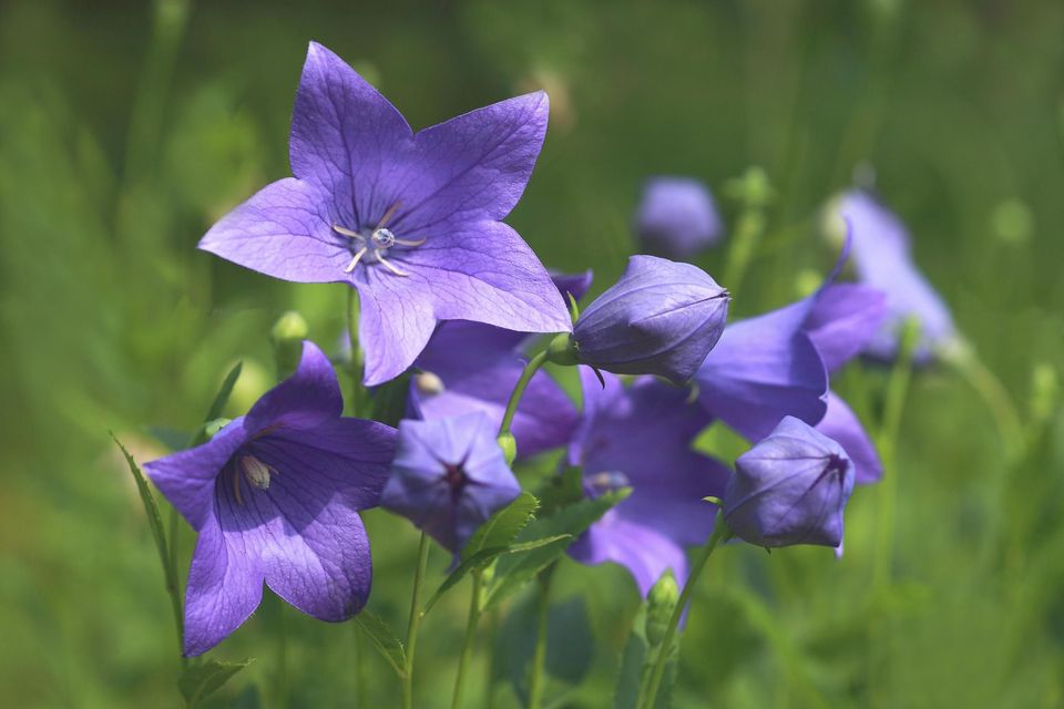 33朵白玫瑰花语,石竹花花语,矢车菊花语,菊花花的花语,花语的寓意