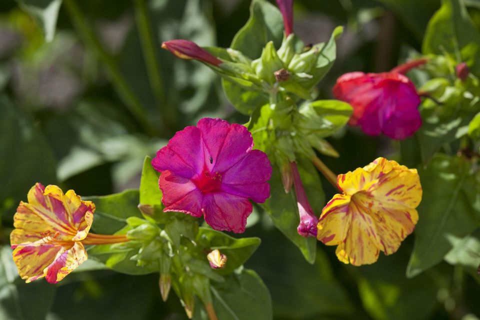 花语大全,康乃馨花语,不问花语,四叶草的花语.,花语作文