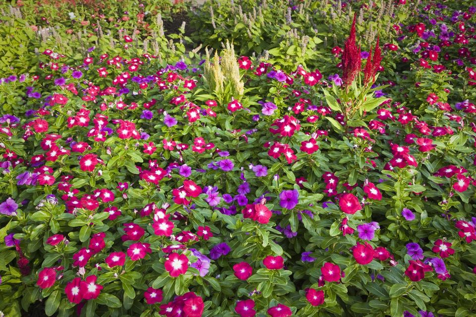 花语学园,铃兰花语,番红花花语,珠沙曼华花语,花语作文