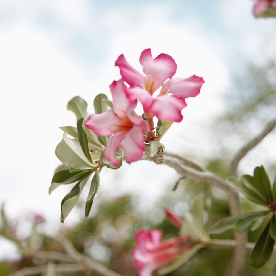 玫瑰的花语,小雏菊的花语,勿忘我花语,花语樱花,花语黄玫瑰