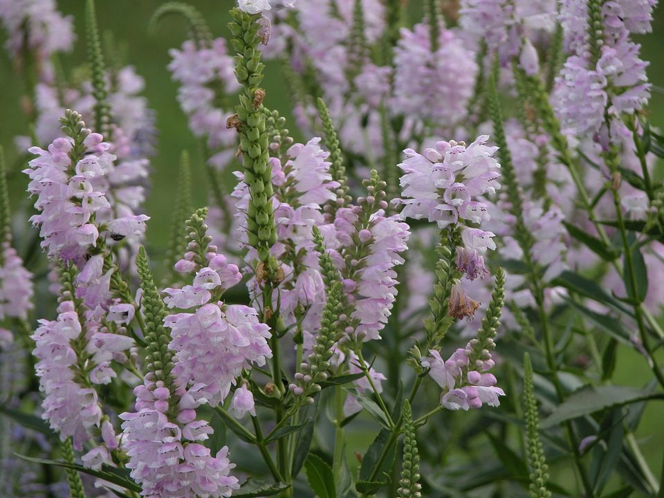 仙人掌的花语,花语传说,玫瑰花语大全,歌曲花语,7月花语