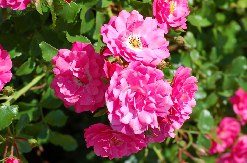 绣球花花语,石榴花花语,鸢尾花花语,栀子的花语,7月花语