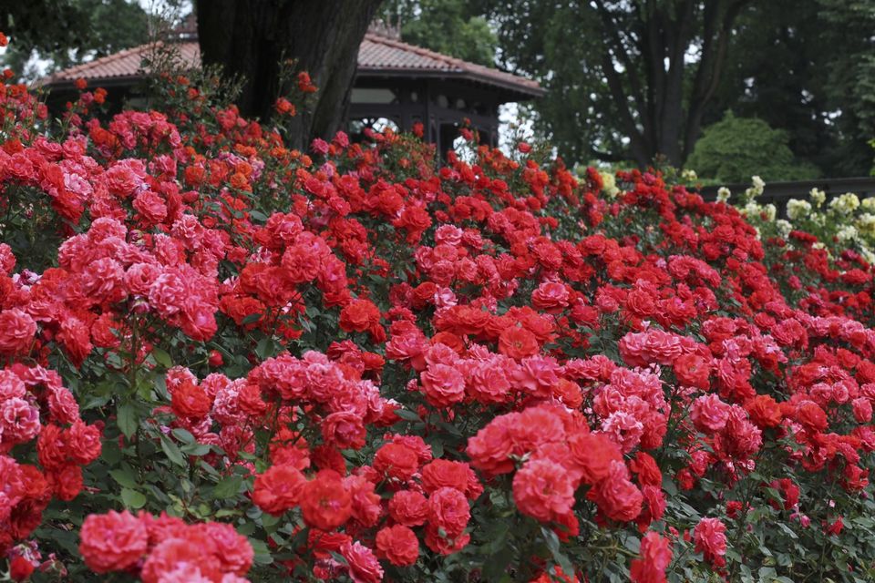 水仙花花语,水仙花语,曼陀罗花语,花语的书,白色的花的花语