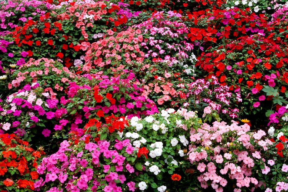33朵玫瑰花语,四叶草花语,罂粟花的花语,花语我是你的,花语语言