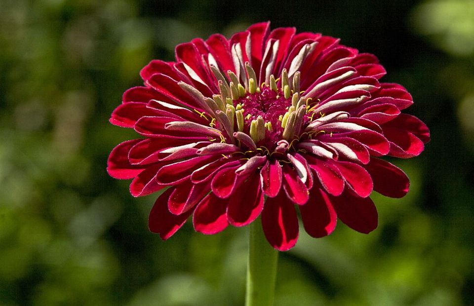 香水百合花语,绿萝的花语,樱花花语,花有花语,图片花语