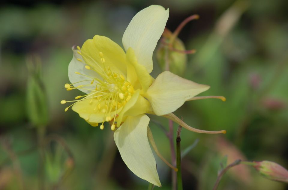 顺鑫花语,紫色郁金香的花语,矢车菊的花语,香河花语城,6月花语