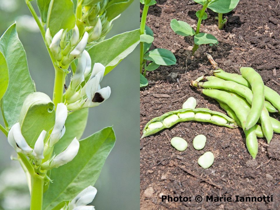 丝路花语,黑色郁金香花语,香槟玫瑰花语,竹芋的花语,花语祝福