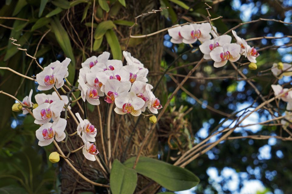 黑色玫瑰花语,19朵玫瑰花语,黄玫瑰的花语,花名与花语,花语铃兰