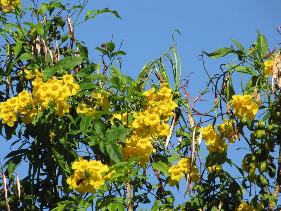 观音莲花语,清馨花语,铃兰花的花语,花语是生日的花,花语歌词