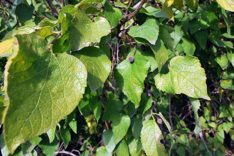 中山花语心岸,花语颖儿,花语岸,花语百合花,花语全集