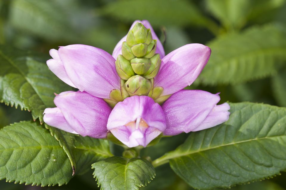 花语梦,西兰花的花语,郁金香的花语是什么,樱花花花语,长春花语城