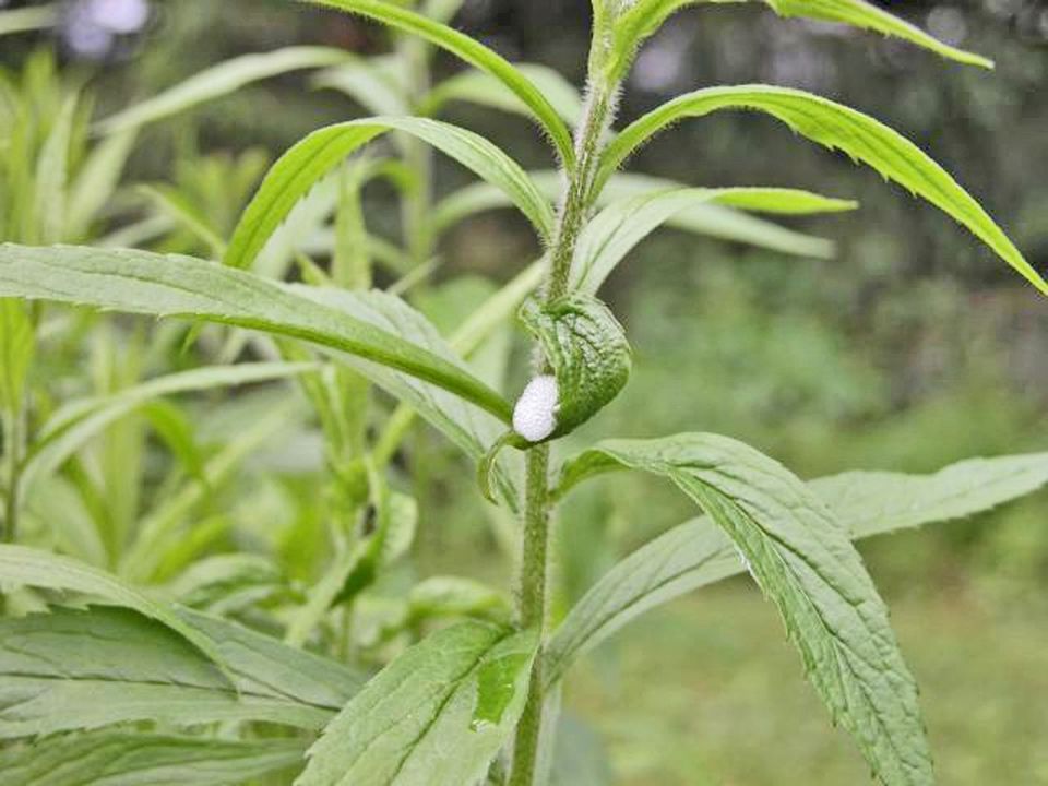 石榴花语,21朵白玫瑰的花语,西兰花花语,花语幼儿园,花语百合花