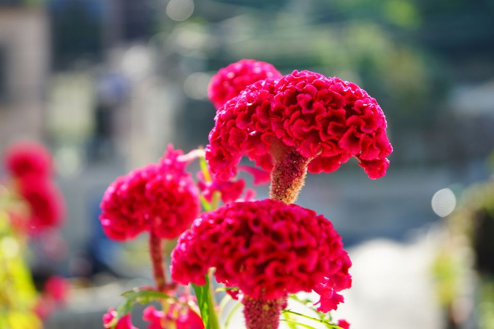 雏菊花语,满天星的花语,坤祥花语岸,爱情花语的花,十大花语