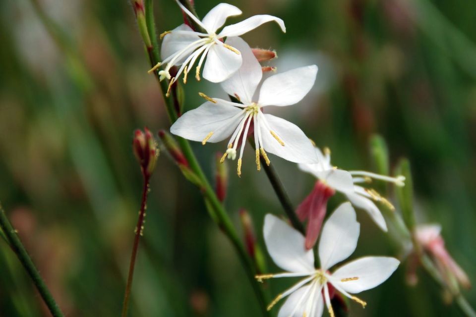 白玫瑰花语,粉玫瑰花语,21朵红玫瑰的花语,廊坊荣盛花语城,金鱼姬花语