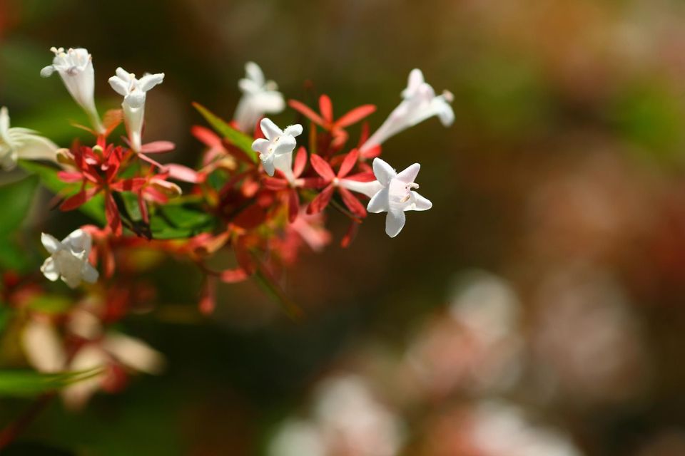 百合花的花语,秋海棠花语,花语大全,花语小雏菊,暗恋的花语